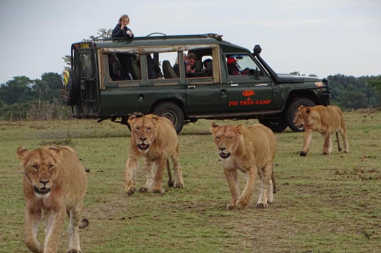 Fig Tree Camp - Maasai Mara Hotel Talek Buitenkant foto